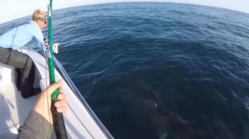 A 3,000-pound great white shark was caught off the coast of South Carolina photo copyright travelandleisure.com taken at  and featuring the Fishing boat class