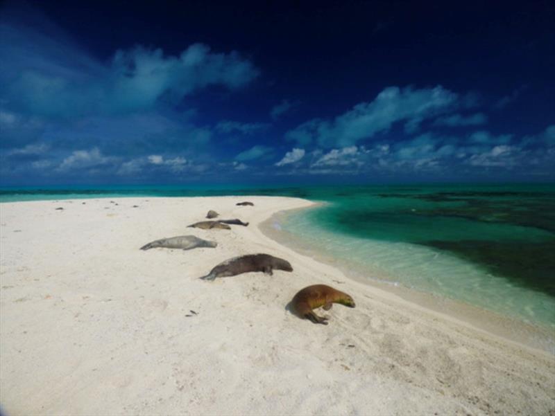 Several Hawaiian monk seals on a small islet in the Northwestern Hawaiian Islands - photo © NOAA Fisheries