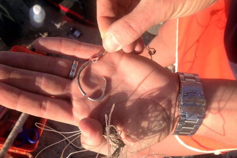 Hook removed from Hawaiian monk seal - photo © NOAA Fisheries