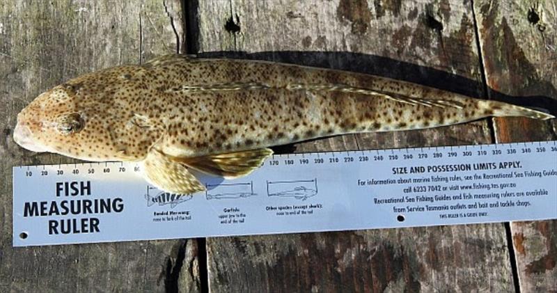 What an undersize flattie can cost you - photo © DPIPWE Fishing