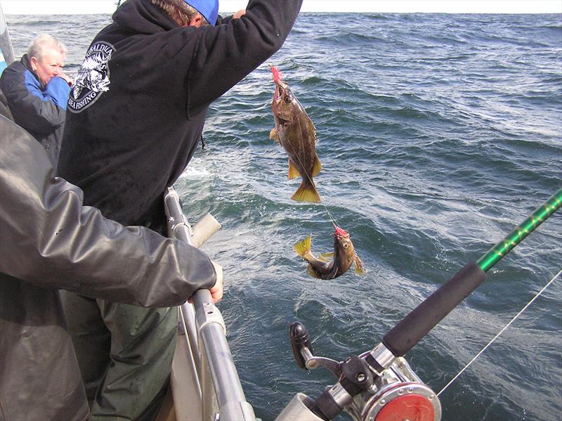 Yellowtail rockfish on line photo copyright John Holloway / Recreational Fishing Alliance taken at  and featuring the Fishing boat class