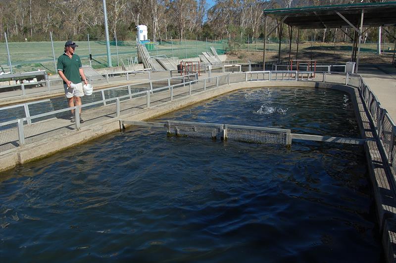 Snobs Creek Hatchery photo copyright Marc Ainsworth taken at  and featuring the Fishing boat class