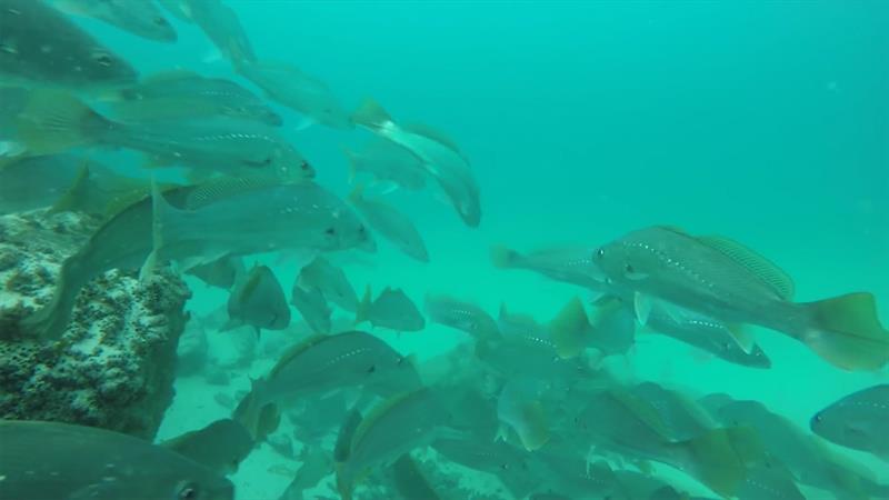 Guesty's mulloway sounding tips photo copyright Lowrance taken at  and featuring the Fishing boat class