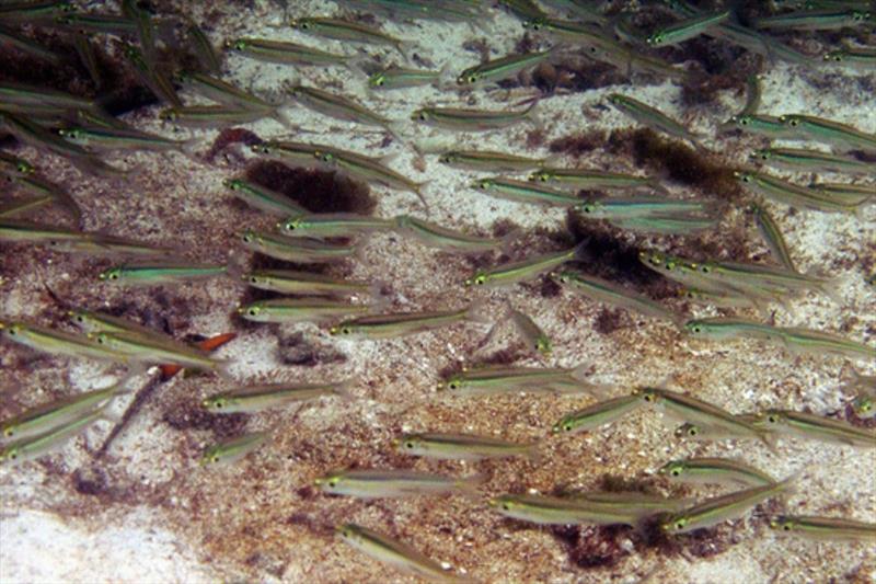 Herring swimming photo copyright NOAA Fisheries taken at  and featuring the Fishing boat class