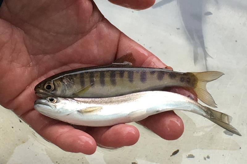 Juvenile chinook and coho salmon before heading downstream towards the Pacific Ocean photo copyright NOAA Fisheries taken at  and featuring the Fishing boat class