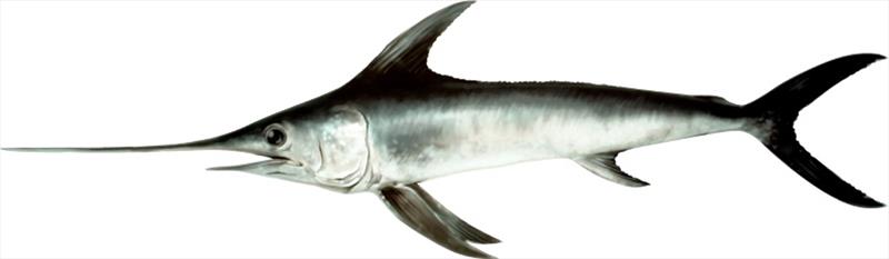 Swordfish (Xiphias gladius), one of the species for which JABBA has been used to assess its stock photo copyright NOAA Fisheries taken at  and featuring the Fishing boat class