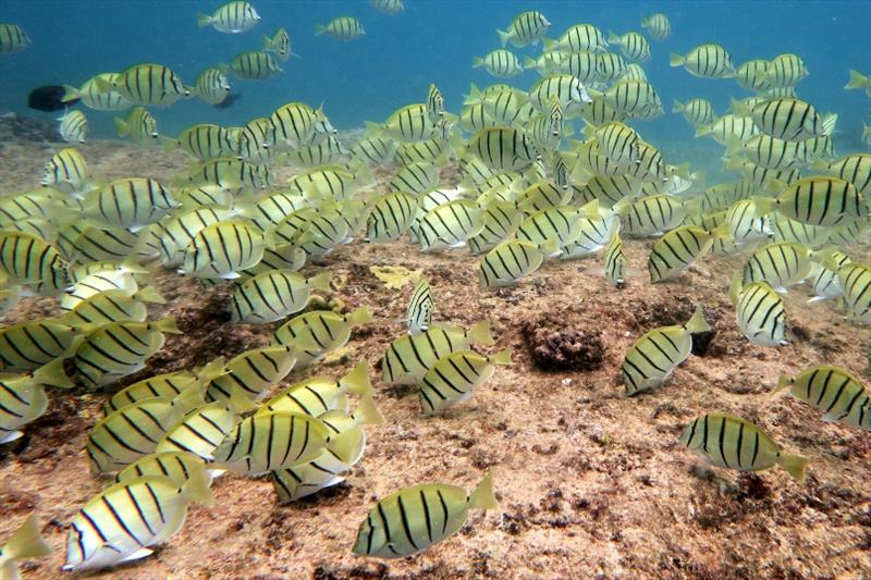 School of convict tang or `manini` in Oahu, Hawaii photo copyright NOAA Fisheries / Andrew E. Gray taken at  and featuring the Fishing boat class