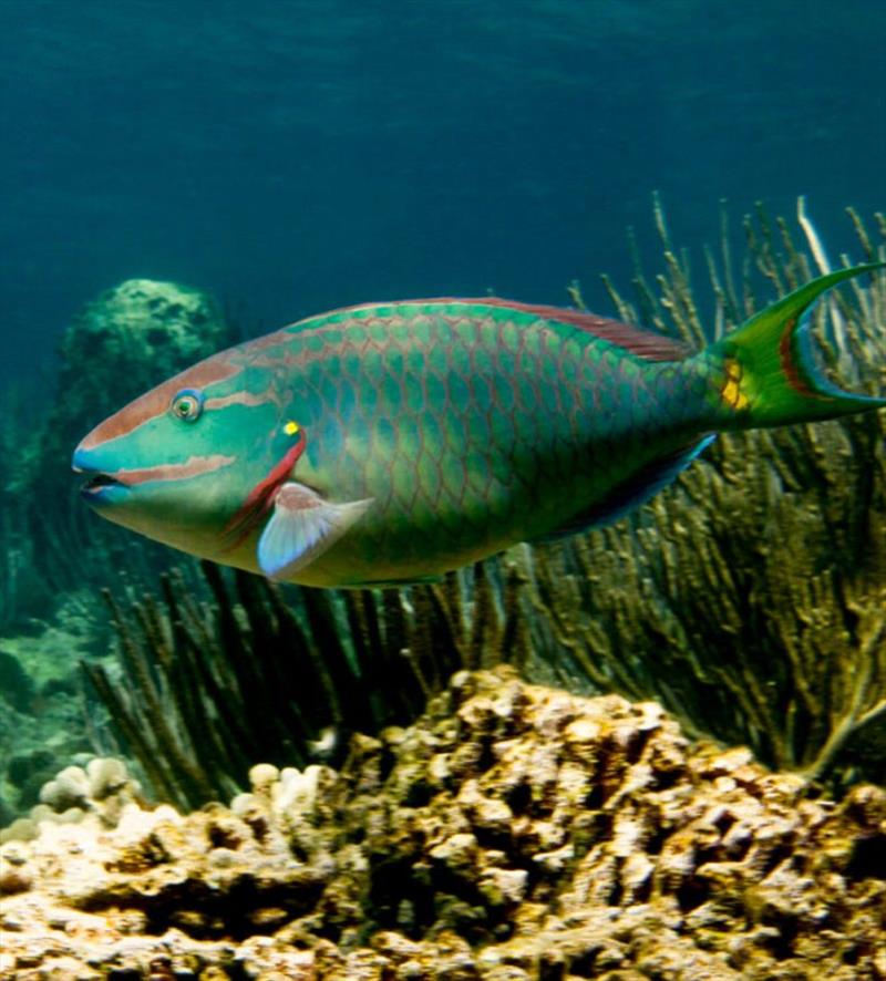 The stoplight parrotfish (Sparisoma viride) is one of the most important consumers of seaweed on coral reefs. This is a terminal phase male, observed at St. Croix, U.S. Virgin Islands. - photo © Peter Mumby