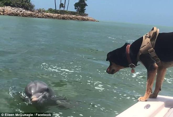 A Rottweiler-Husky mix named Lucy is seen aboard her owner's charter boat befriending a dolphin named Gus  photo copyright Eileen McGunagle / Facebook taken at  and featuring the Fishing boat class