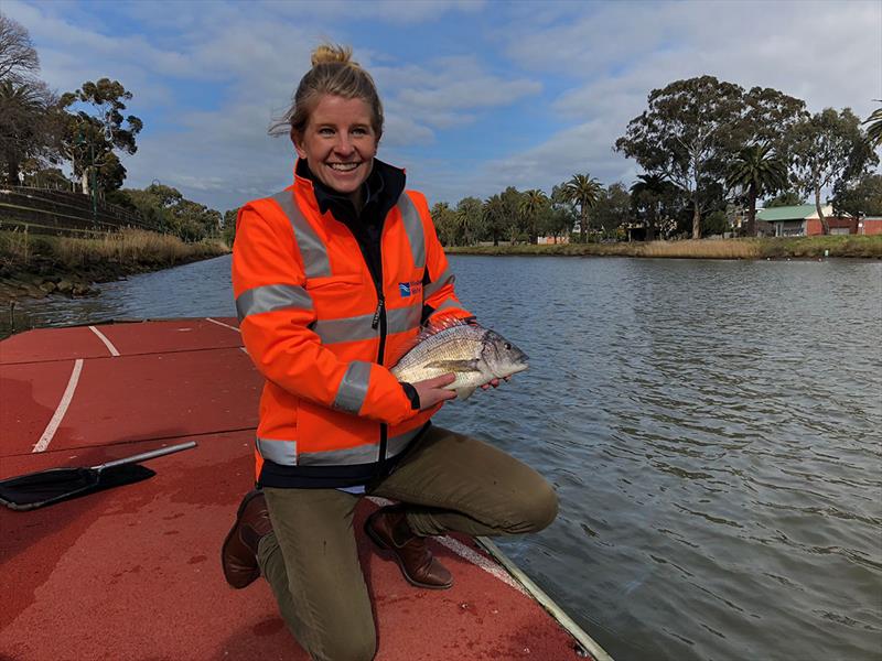 Bright future for fishing in the Maribyrnong River photo copyright Marc B Ainsworth taken at  and featuring the Fishing boat class