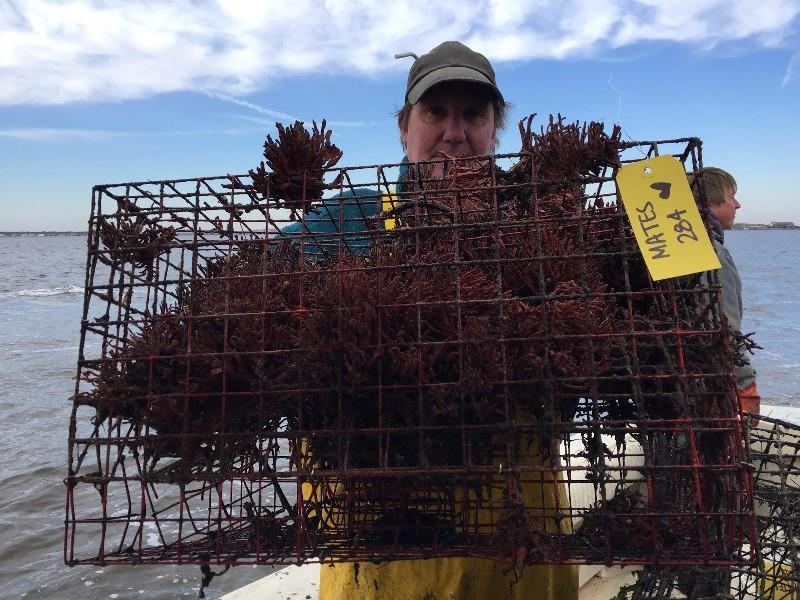 Retrieval Boat Captain, Jeff Silady, shows off the `Valentine's Day Pot`-- a red, vinyl-coated ghost pot encrusted with Red-bearded Sponge, retrieved on Valentine's Day - photo © Emily Heiser