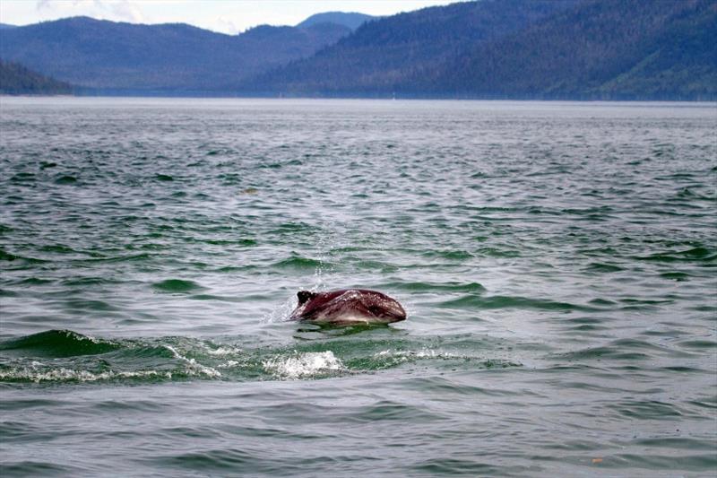 A Harbor Porpoise off the Coast of Alaska photo copyright NOAA Fisheries taken at  and featuring the Fishing boat class