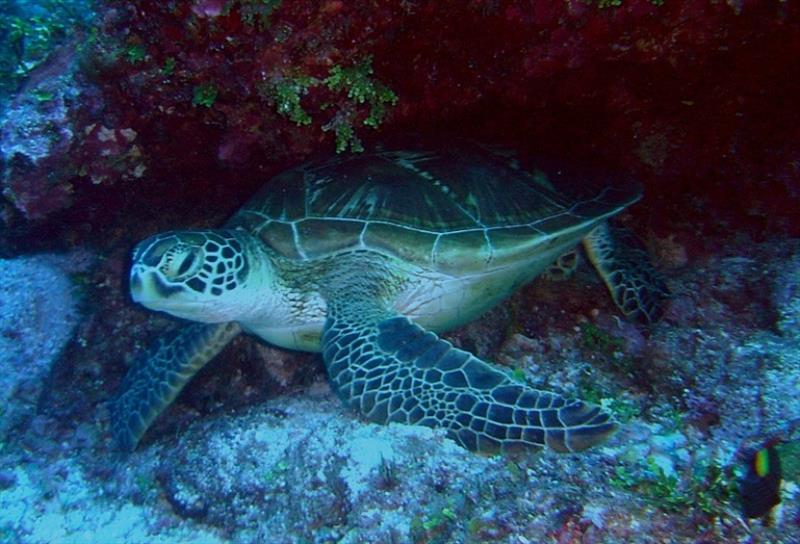 Sea turtle photo copyright NOAA Fisheries taken at  and featuring the Fishing boat class