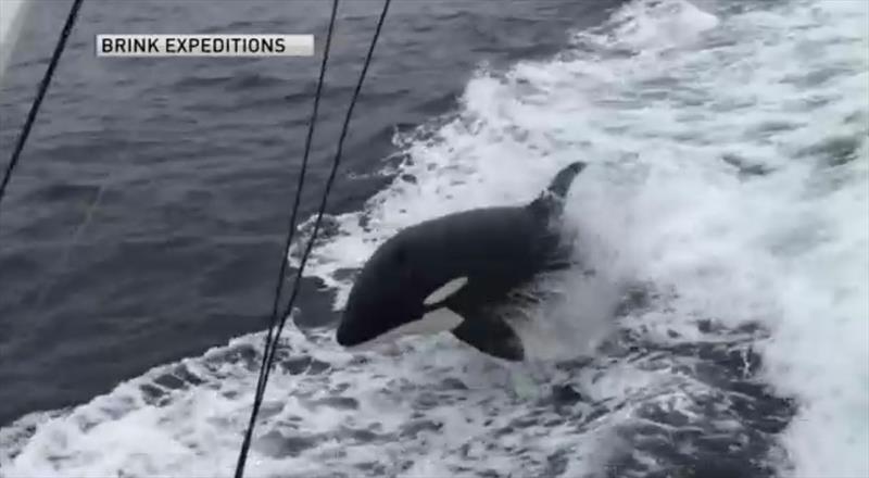 Fishing charter crew captures Orca Pod playing in boat's wake photo copyright Rafael Avitabile taken at  and featuring the Fishing boat class