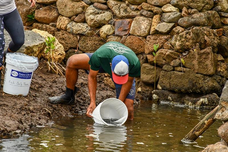 Kelii Kotubetey of Heeia Fishpond on Oahu introduces mullets from Oceanic Institute to their new home in the fishpond photo copyright NOAA Fisheries taken at  and featuring the Fishing boat class