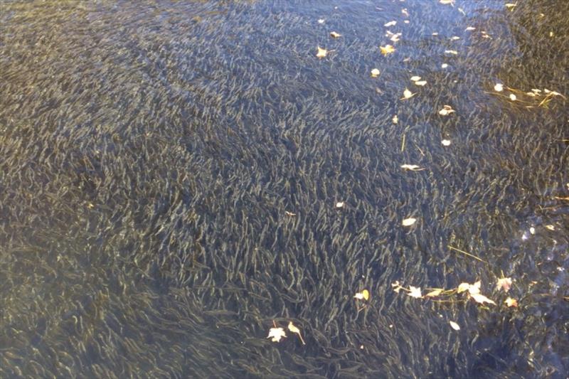 Millions of baby sea-run fish getting ready to go back to the ocean from China Lake in the Sebasticook River watershed photo copyright NOAA Fisheries taken at  and featuring the Fishing boat class