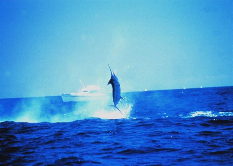 Pacific blue marlin photo copyright NOAA Fisheries taken at  and featuring the Fishing boat class