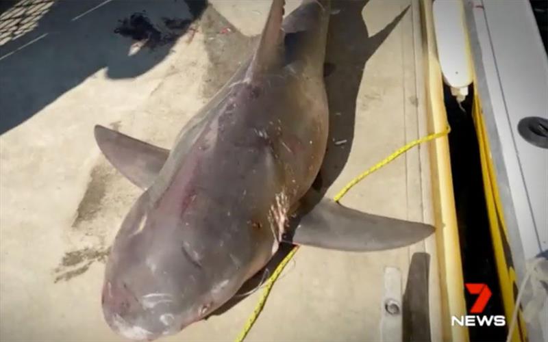 Family's terror as bull shark jumps into tinny during fishing trip photo copyright 7 News taken at  and featuring the Fishing boat class