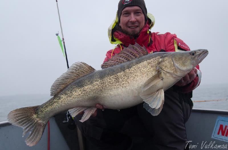 Finnish angler Tomi Valkamaa potentially set the new men's 4 kg (8 lb) line class world record for zander (Sander lucioperca) with this 5.8-kilogram (12-pound, 12-ounce) fish that he caught on November 10, 2018 while fishing Finland's Aland Islands photo copyright Tomi Valkamaa taken at  and featuring the Fishing boat class