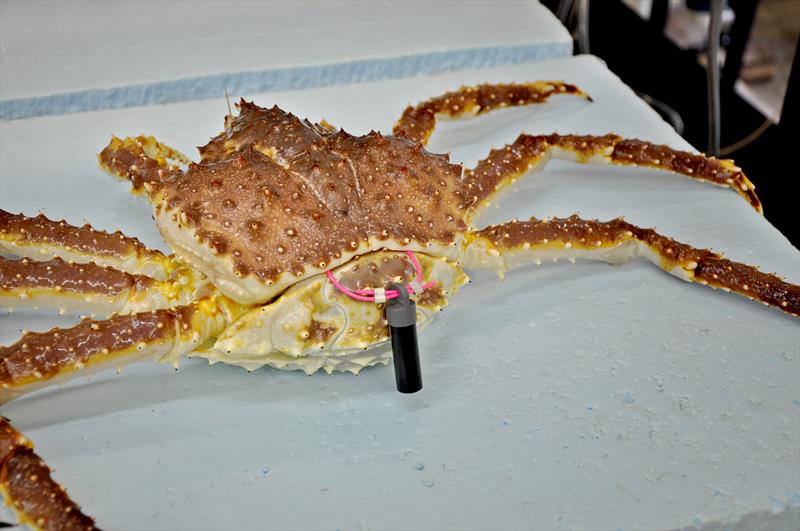 Tags will transmit water temperature and the identification number of the crab to the saildrone receiver. - photo © NOAA Fisheries