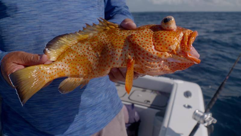 Ocean Legacy in the Bahamas - photo © Yellowfin