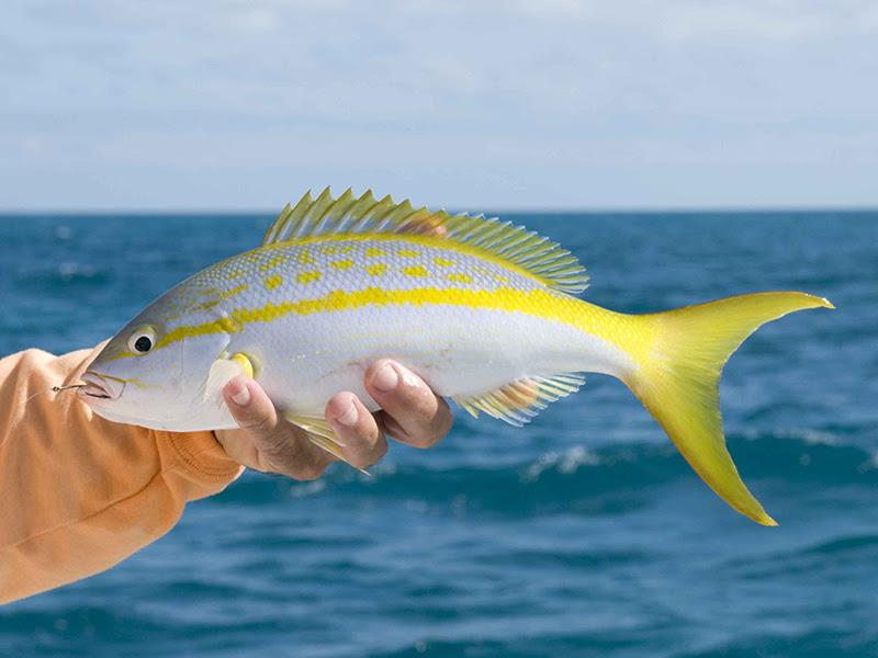 Ocean Legacy in the Bahamas photo copyright Yellowfin taken at  and featuring the Fishing boat class