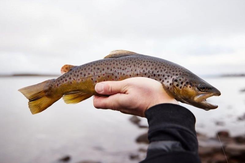 A Great Lake brown caught by Sam Shelley on a wooly bugger last weekend photo copyright Spot On Fishing Hobart taken at  and featuring the Fishing boat class