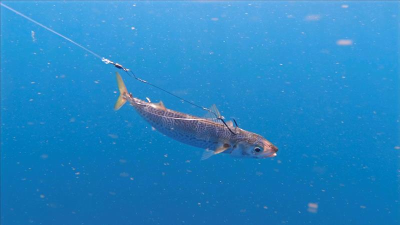 Autumn live bait photo copyright Yellowfin taken at  and featuring the Fishing boat class