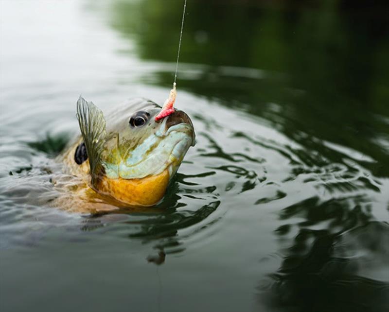 Marathon Man raises awareness, funds and fun - photo © Marathon Man Fishing