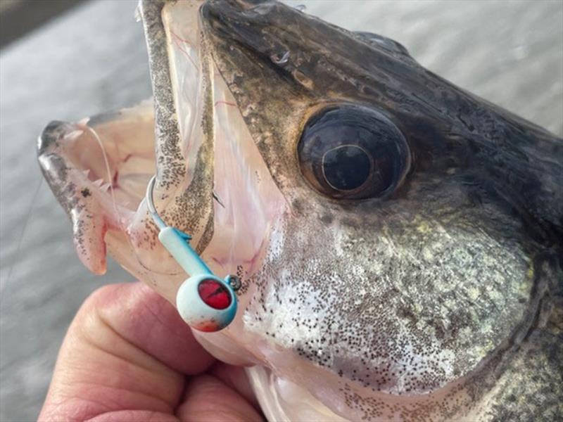 Distinguished fishing guides share winning walleye ways for more late-fall fish—and year ‘round photo copyright Northland Fishing Tackle taken at  and featuring the Fishing boat class