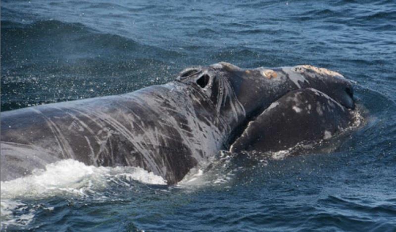 North Atlantic right whale (#4510) with evidence of sublethal entanglement injuries along the head and body photo copyright NOAA Fisheries taken at  and featuring the Fishing boat class