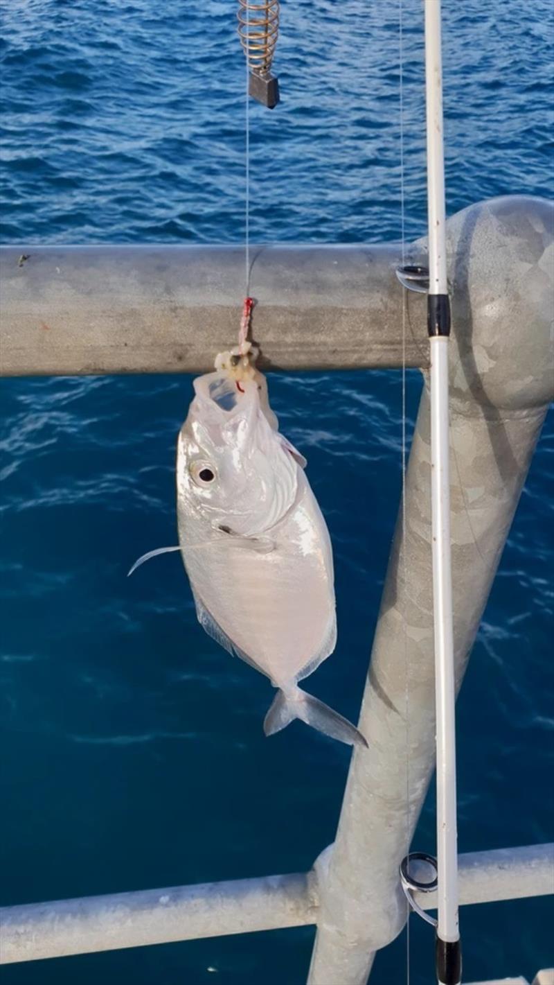 Fishing at Rapid Bay jetty photo copyright Fleurieu Fishing and Outdoors taken at  and featuring the Fishing boat class