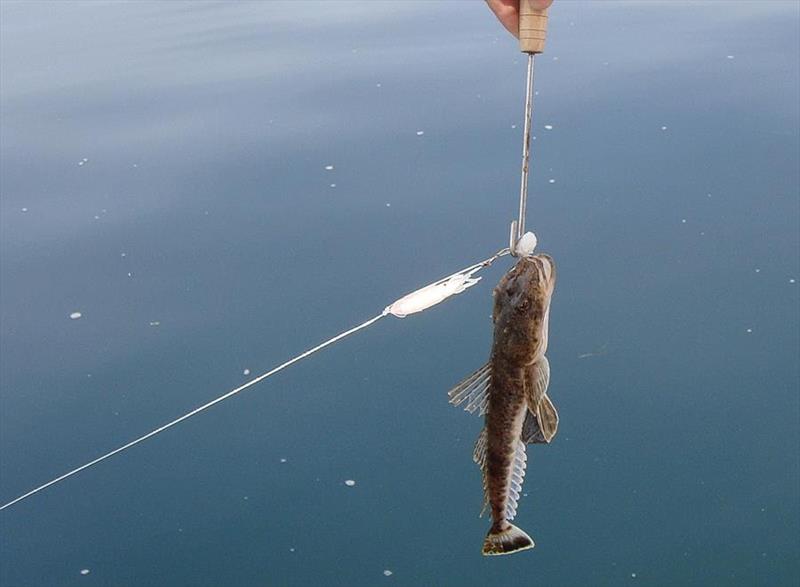 Flathead - photo © DPIPWE Fishing
