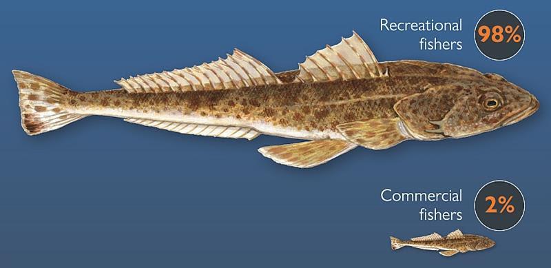 Sand flathead - photo © DPIPWE Fishing