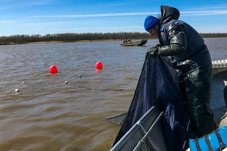 Scientists checking the nets - photo © Alyssa Frothingham