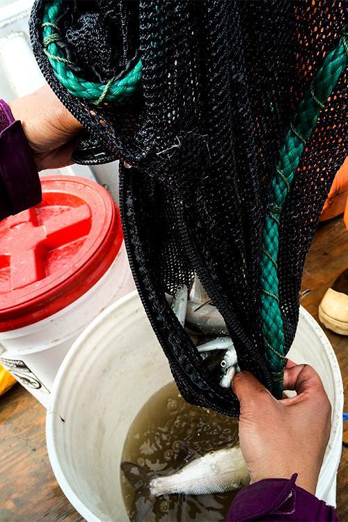 Scientist emptying the net of juvenile salmon - photo © Alyssa Frothingham