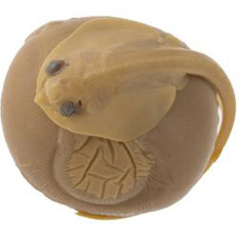 Skate embryo. Sharks and skates are equilibrium species that invest a lot of effort into producing a small number of highly developed young - photo © NOAA Fisheries