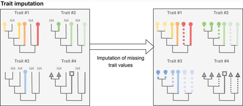 Analyses start by assembling trait measurements. In this example, trait values are available for some but not all of six species. Associations among traits are used to generate a prediction of missing traits for each fish species - photo © NOAA Fisheries