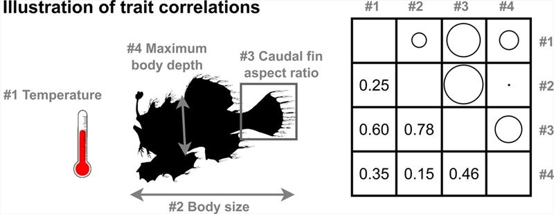 Hypothetical example involving fish responses to temperature, assuming that temperature affects body size, which in turn affects other traits. The larger the circle, the greater the correlation between traits - photo © NOAA Fisheries