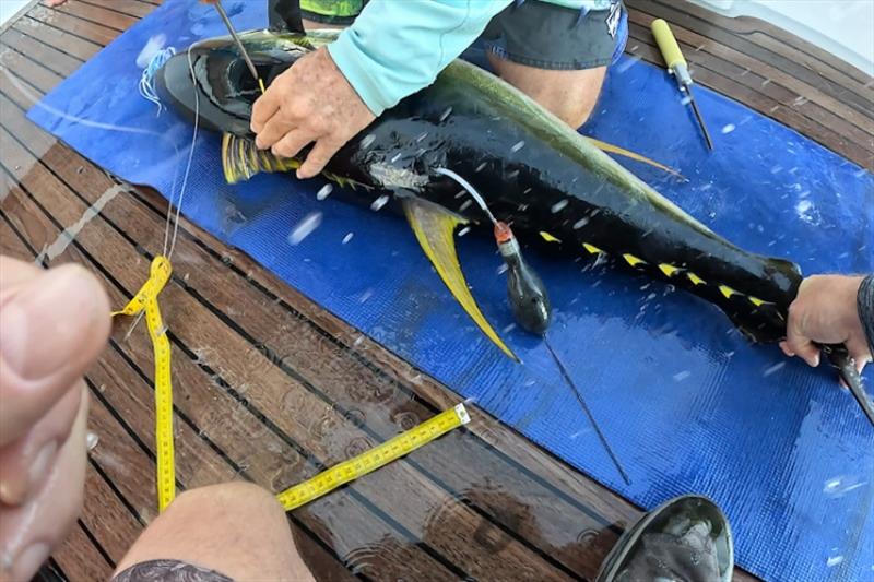Research scientists Derke Snodgrass and Eric Orbesen tagging a yellowfin tuna off the coast of Curaçao photo copyright NOAA Fisheries taken at  and featuring the Fishing boat class