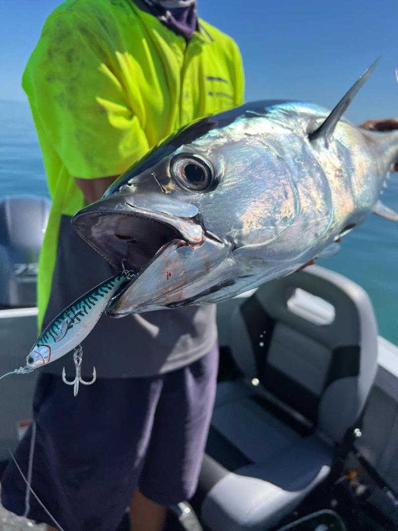 Venom V-swim doing the damage on this school sized bay longtail tuna photo copyright Fisho's Tackle World taken at  and featuring the Fishing boat class
