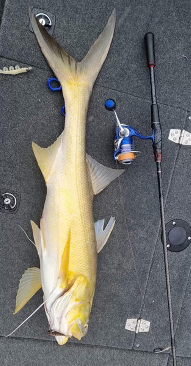 A decent Mary River threadfin salmon caught solo by Phil Bradford this week on a Nomad Vertrex Max soft vibe. Nice one Phil photo copyright Fisho's Tackle World taken at  and featuring the Fishing boat class