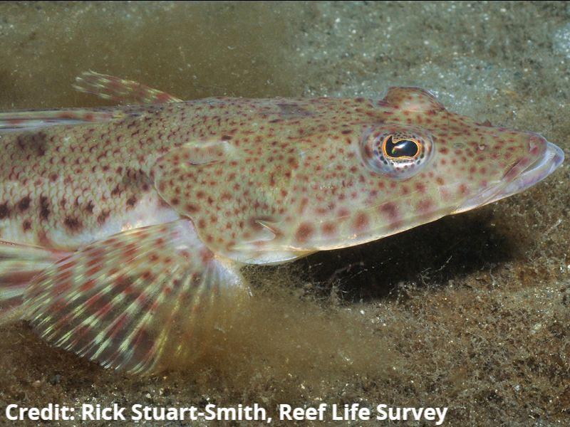 TARFish final scalefish position photo copyright Rick Stuart-Smith, Reef Life Survey taken at Tarfish and featuring the Fishing boat class