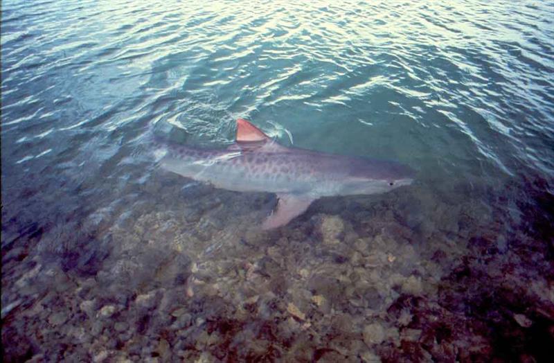 A tiger shark swims near the ocean surface photo copyright NOAA Fisheries taken at  and featuring the Fishing boat class