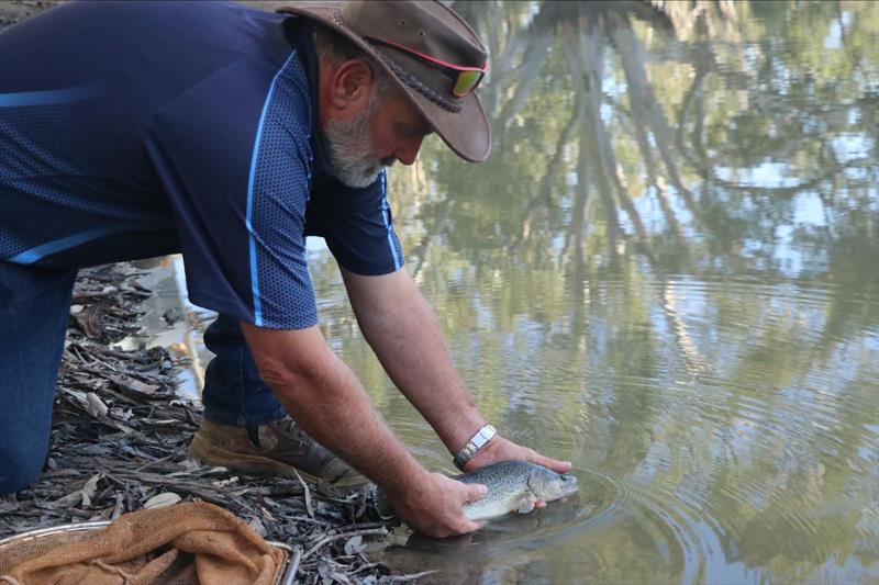 Narrandera Hatchery sets Murray Cod record again!