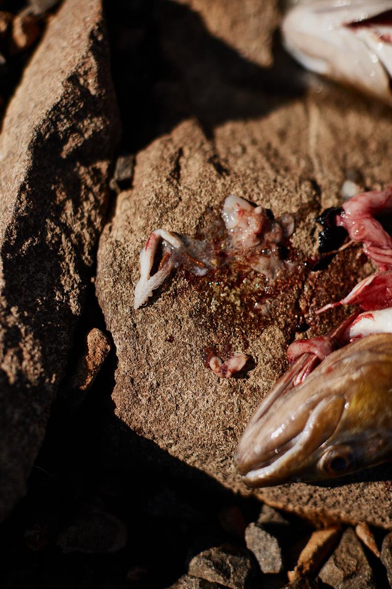This on had galaxid in it's stomach photo copyright Spot On Fishing Hobart taken at  and featuring the Fishing boat class