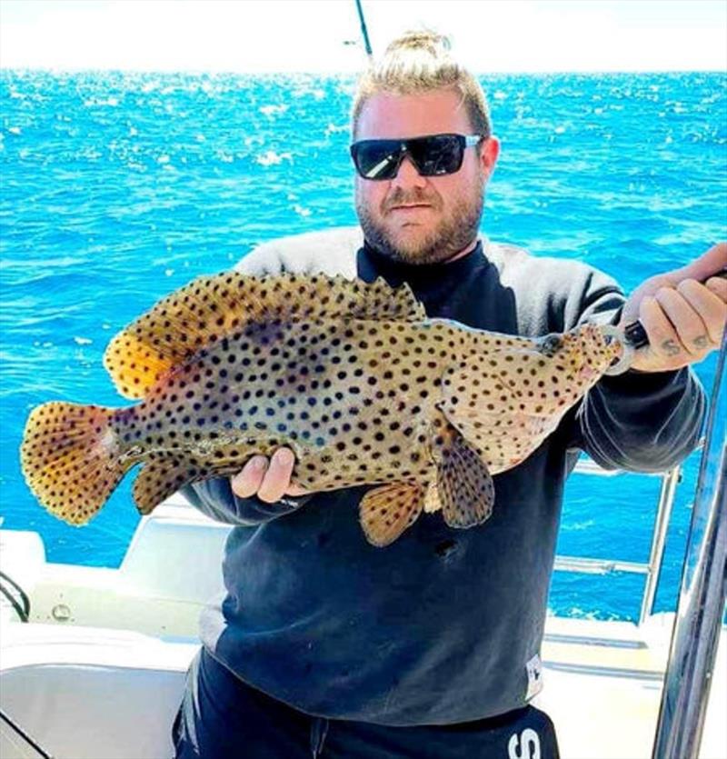 A rare barramundi cod from the northern bay that had to be released. These fish rarely survive encounters with fishos, so do your best to get them back down quick photo copyright Fisho's Tackle World taken at  and featuring the Fishing boat class