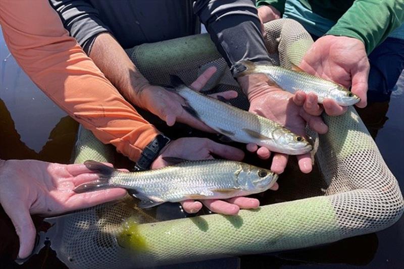 Juvenile tarpon at Robinson Preserve photo copyright Florida Fish and Wildlife Conservation Commission taken at  and featuring the Fishing boat class