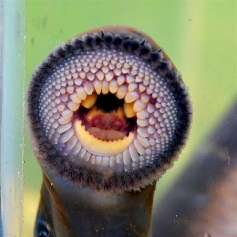 Lamprey spawning season in local rivers photo copyright Spot On Fishing Hobart taken at  and featuring the Fishing boat class