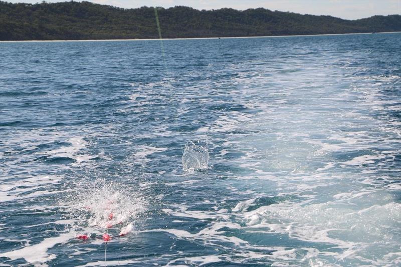 The billfish bite is on - photo © Fisho's Tackle World
